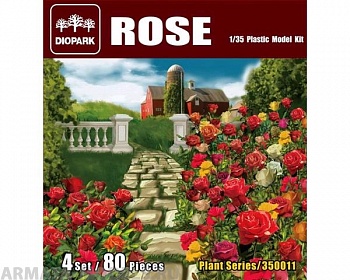 DP35011 Rose